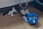 Schattige kittens, nog 1 over een kater., Meerdere dieren