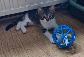 Schattige kittens, nog 1 over een kater. beschikbaar voor biedingen