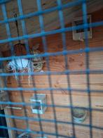 Zilverbekje, Dieren en Toebehoren, Geslacht onbekend