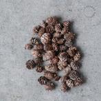 Kleine dennenappels 150gr, Nieuw, Ophalen of Verzenden, Info@heembloemex.nl, HBX