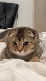 Kat, Dieren en Toebehoren, Katten en Kittens | Overige Katten, Poes, Kortharig, 0 tot 2 jaar