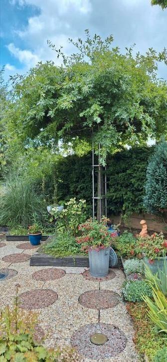 Plataan, Tuin en Terras, Planten | Fruitbomen, Lente, Ophalen