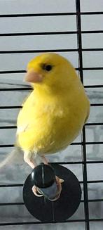 Kanari waterslag, Mannelijk