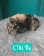 Peruvian Cavia zeugjes en beertje te koop!, Dieren en Toebehoren, Cavia, Januari, Meerdere dieren, Tam