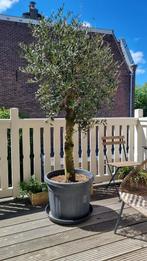 Olijfboom dikke stam, ruim 2 meter hoog, inclusief pot, Tuin en Terras, Planten | Bomen, 100 tot 250 cm, Olijfboom, Zomer, Ophalen