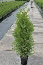 Snelgroeiende Leylandii haagconiferen voor kust  en Waddenei, Tuin en Terras, Haag, Ophalen of Verzenden, Conifeer, 100 tot 250 cm