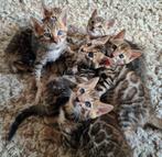 Bengaal kittens met stamboom, Meerdere dieren, Gechipt, 0 tot 2 jaar
