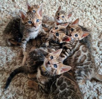 Bengaal kittens met stamboom  beschikbaar voor biedingen