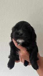 Boomer pups ( nog 1 zwart teefje beschikbaar ), 8 tot 15 weken, Meerdere, Meerdere dieren, Klein