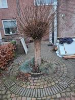 5x Catalpa bignonioides - Trompetboom, Tuin en Terras, Planten | Bomen, Ophalen, Volle zon, Overige soorten