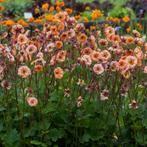 Zaden Geum Mai Tai, Verzenden, Voorjaar, Volle zon, Zaad