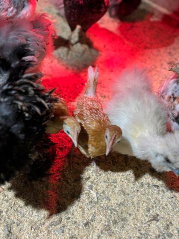Friese hoen kuikens te koop beschikbaar voor biedingen