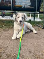 Australian shepherd pups (mini), België, Particulier, CDV (hondenziekte), 8 tot 15 weken