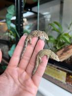 0.1 Eurydactylodes vieillardi (kameleon gekko), Dieren en Toebehoren, Hagedis