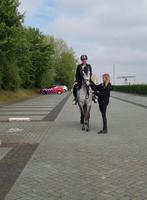 Zadelmak maken inc stalling&Weidegang., Dieren en Toebehoren, Ophalen of Verzenden, Zo goed als nieuw