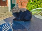 Blauwe overjarige voedsters, Dieren en Toebehoren, Vrouwelijk, Dwerg, 0 tot 2 jaar