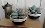 Succulenten in pot - gehaakt - erg apart, Ophalen of Verzenden, Nieuw, Binnen