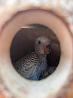 Jonge grasparkiet groen/geel paars/blauw, Dieren en Toebehoren, Vogels | Parkieten en Papegaaien, Geslacht onbekend, Parkiet, Tam