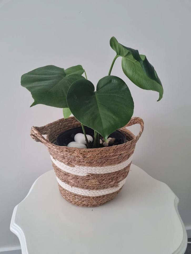 Mooie kamerplanten voor een gezellige sfeer, Huis en Inrichting, Kamerplanten, Minder dan 100 cm, Halfschaduw, Ophalen of Verzenden