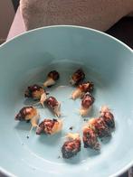 Afrikaanse reuzenslakken baby’s, Dieren en Toebehoren, Juni, Meerdere dieren