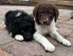 Wetterhoun x Friese stabij pups, Dieren en Toebehoren, Overige rassen, CDV (hondenziekte), 8 tot 15 weken, Meerdere