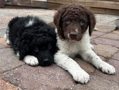 Wetterhoun x Friese stabij pups, Dieren en Toebehoren, Honden | Retrievers, Spaniëls en Waterhonden, Meerdere dieren, Overige rassen