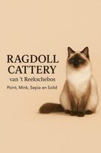 Lieve Ragdoll Kittens & Herplaatsers met Stamboom, Meerdere dieren, Gechipt
