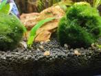 Posthoorn slakjes, Dieren en Toebehoren, Vissen | Aquariumvissen, Vis