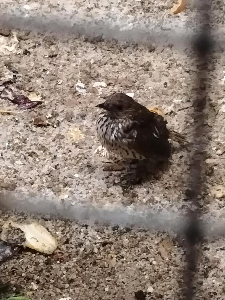 Amethist glans spreeuw pop van 2024, Dieren en Toebehoren, Vogels | Overige Vogels, Vrouwelijk