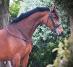 Fok/recreatiemerrie, Dieren en Toebehoren, Paarden, Merrie, Recreatiepaard, 11 jaar of ouder