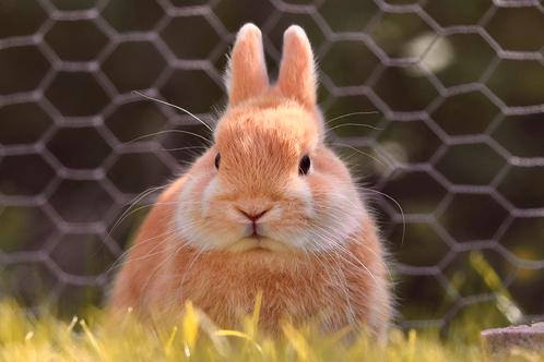 gecastreerde ram, Dieren en Toebehoren, Konijnen, Mannelijk