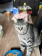 Goed thuis gezocht voor onze Mattie, Dieren en Toebehoren, Katten en Kittens | Overige Katten, Poes