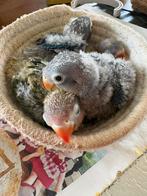 Te koop agapornis fischerie baby’s, Dieren en Toebehoren, Vogels | Parkieten en Papegaaien, Meerdere dieren, Dwergpapegaai of Agapornis
