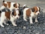 Kooiker pups, Dieren en Toebehoren, Nederland, Overige rassen, 8 tot 15 weken, CDV (hondenziekte)