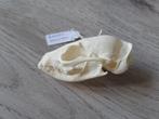 Schedel Roestgenet roofdier taxidermie verzameling, Ophalen of Verzenden, Nieuw, Schedel