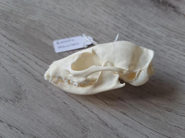 Schedel Roestgenet roofdier taxidermie verzameling, Verzamelen, Dierenverzamelingen, Nieuw, Schedel, Ophalen of Verzenden