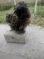 USA zijdehoen (silkies) broedeieren te koop, Dieren en Toebehoren, Pluimvee, Geslacht onbekend, Kip