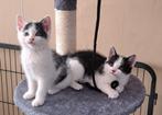 2 bijzondere kittens te koop zie omschrijving, Poes