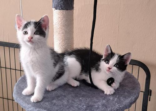 2 bijzondere kittens te koop zie omschrijving, Dieren en Toebehoren, Katten en Kittens | Overige Katten, Poes