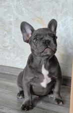 Franse bulldog puppy Fluffy visual eA Husky reu, Rabiës (hondsdolheid), 15 weken tot 1 jaar, Reu, Bulldog