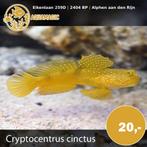 Zeevis, Dieren en Toebehoren, Vis, Zoutwatervis