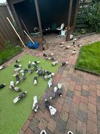 Dönek Duiven, Dieren en Toebehoren, Vogels | Duiven