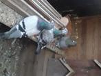 Postduiven 7 stuks goede vliegers, Dieren en Toebehoren, Meerdere dieren, Postduif