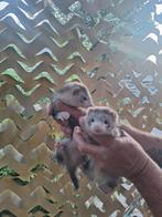 Frettenpups, fret, fretten, Dieren en Toebehoren, Meerdere dieren, Na 1 juli 2024