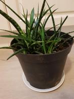 Plantje Sanseveria Vrouwentong, Huis en Inrichting, Kamerplanten, Minder dan 100 cm, Halfschaduw, Ophalen, Groene kamerplant