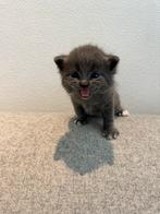 Brits Korthaar en Langhaar grijze & zwarte kittens, Dieren en Toebehoren, Meerdere dieren, Ontwormd