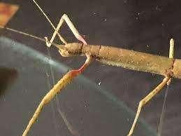 Gratis wandelende takken in Assen., Wandelende tak