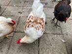 Easteregger haan 5 maanden, Dieren en Toebehoren, Pluimvee, Mannelijk, Kip