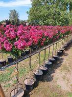 Lagerstroemia "Berry Dazzle" ('Gamad VI' pbr), In pot, Zomer, Volle zon, Bolboom