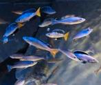 Cyprichromis Leptosoma Rainbow Cape Tembwe - Tanganyika, Dieren en Toebehoren, Vis